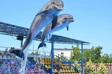 Шоу дельфинов в Анталии